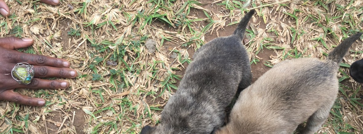 Four puppies sniff the ground and nearby feet. A pair of brown hands with an ornate ring rest on the ground nearby, hoping to get the attention of the puppies. Someone in vibrant blue clothing captures their attention instead.