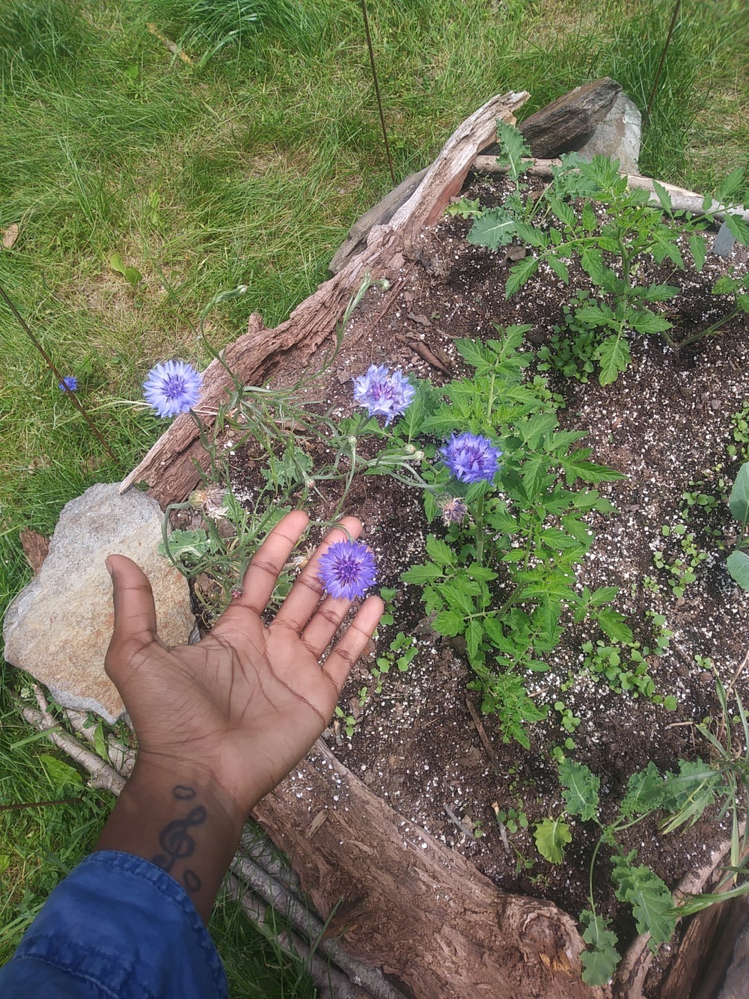 A brown hand palm up fingers a purple flower in a garden plot lined with bark. Other plants lively and green in garden bed.