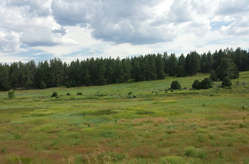 multi-colour field of red, pink, green and blue. In the background is a grove of conifer Trees and puffy blue and white clouds