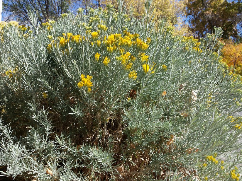 A yellow blooming Rabbitbrush plant