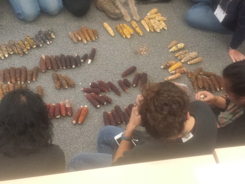 15 Students gather on the floor around 100 Corn cobbs of many colours during a workshop.