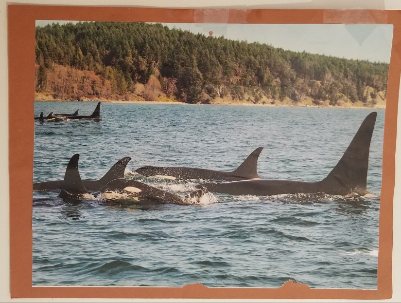 two pods of Orcas swim in the pacific northwest