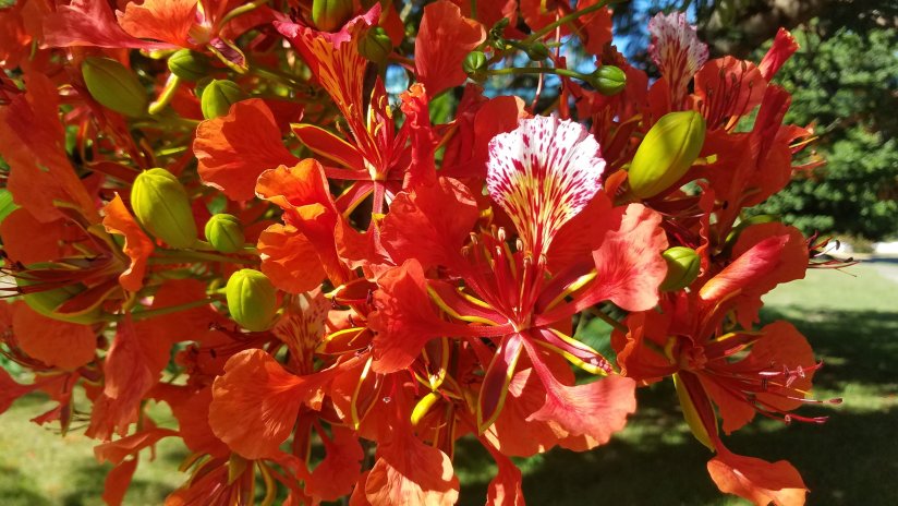 Pinky Orange bushel of Tree flowers.