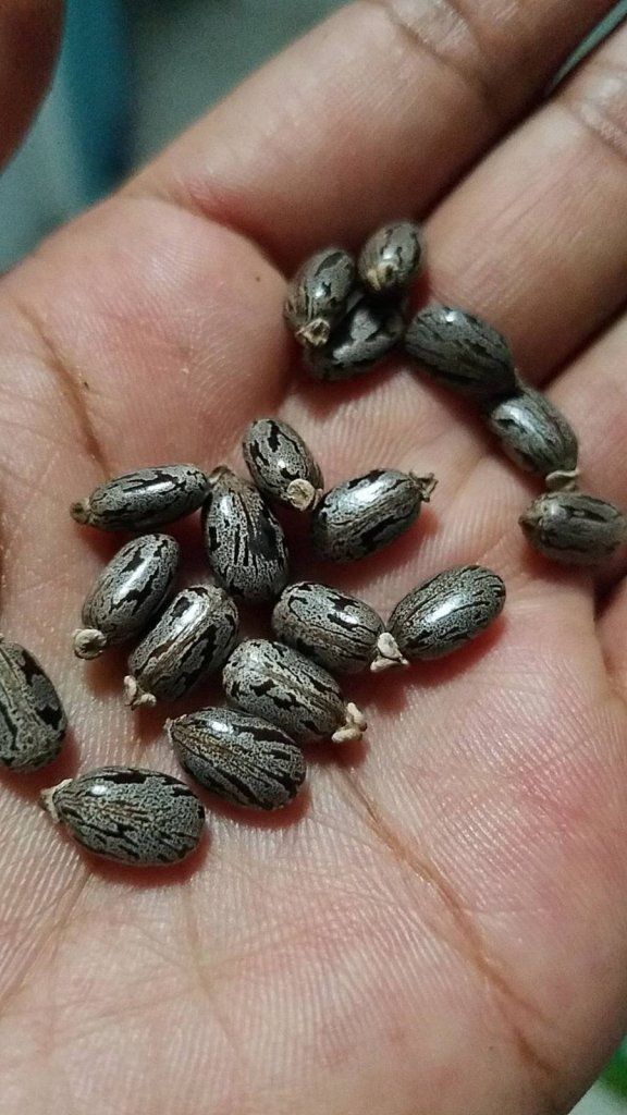 18 Castor Seeds in my palm. Each seed is shiny gray with black inkings
