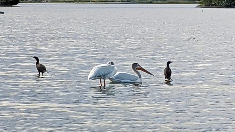 2 black Cormorants and 2 White/Gray Pelicans wade in the Lake.