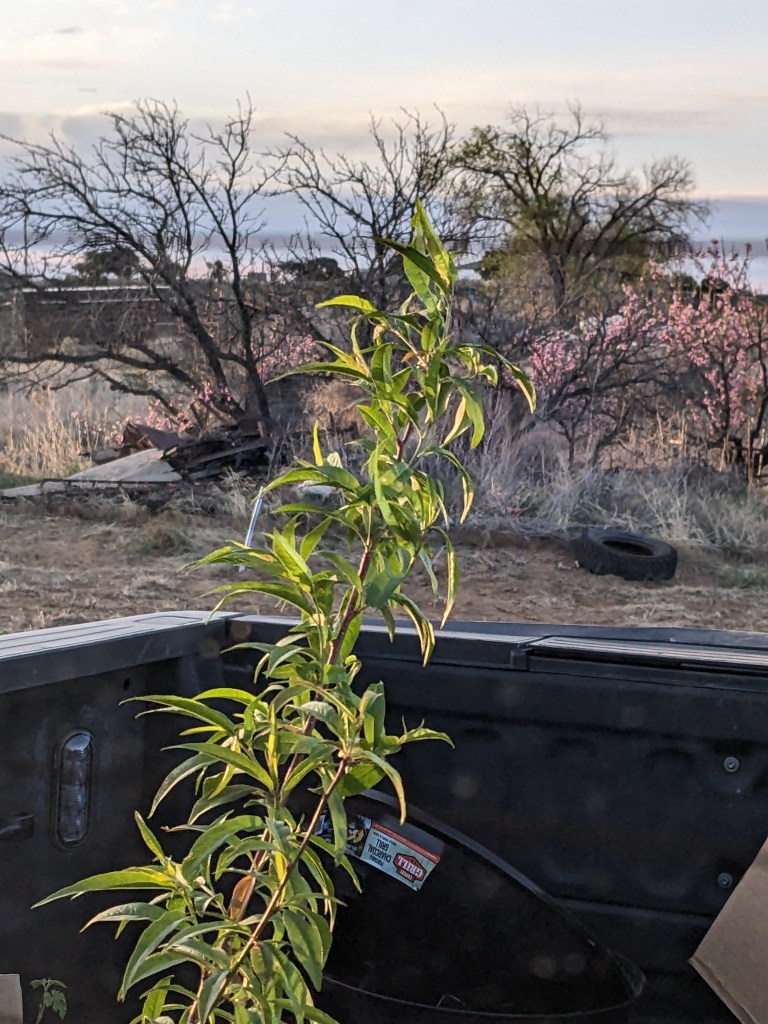 A Leafy Peach Tree is in the back of a truck bed. At the end of the driveway is a few pink flowering Peach Trees.