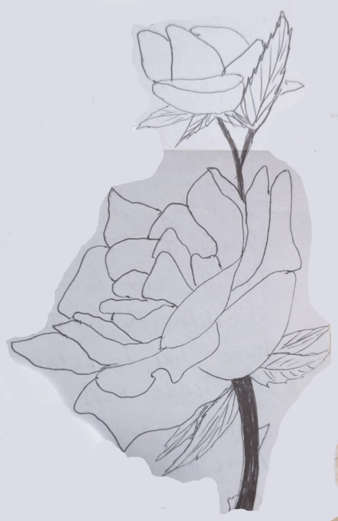 Hand-drawn roses (one smaller, one larger) on a stem with some thorns and leaves