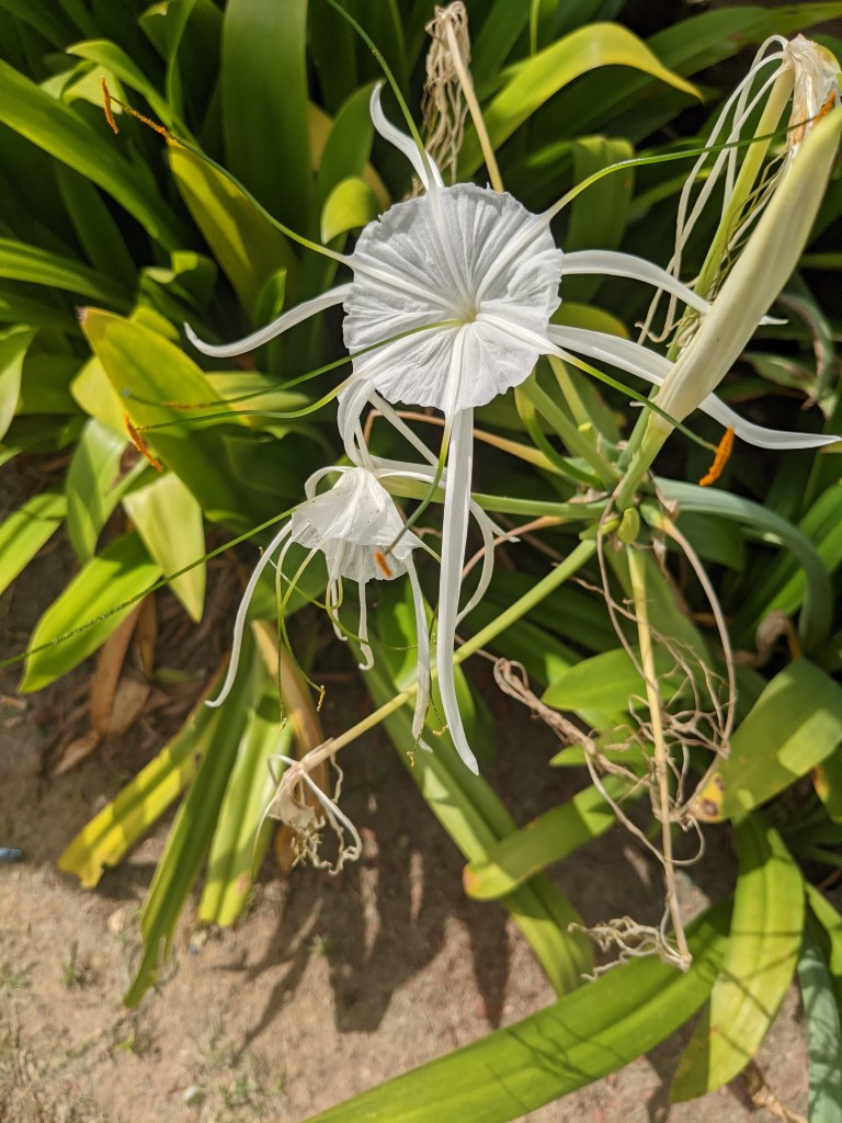 A showstopping white boriken flower reaches towards the sun. It has 6 long veins of white that stretch out past the edges of its petals, which are all effused into one flower. The tips of these veins are the flower reproductive parts and carry golden pollen.