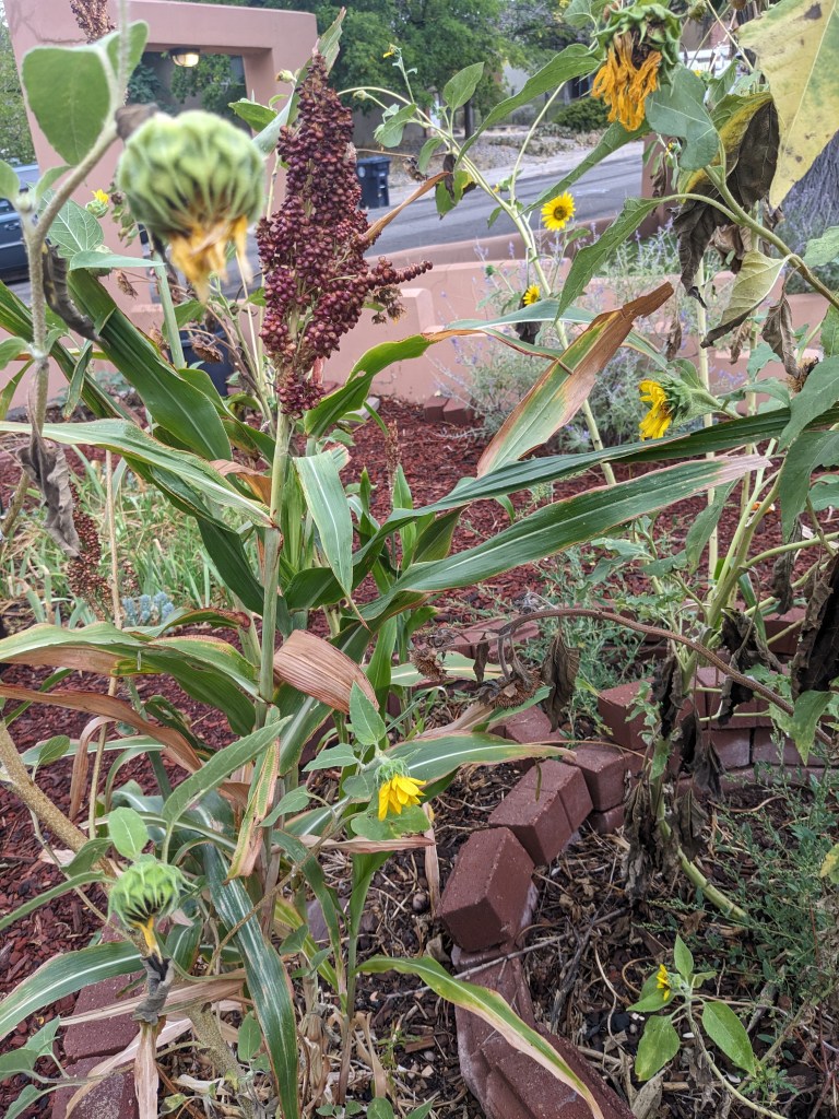 A close up photo of sorghum reds in a home garden. There are red bricks laid in several circles surrounding the plants and yellow flowers are growing alongside. In the background a stone archway and two walls that form a path to the street.