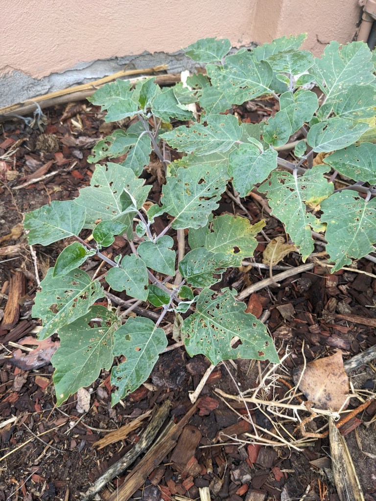 The frosted green leaves of Datura plant show many little holes from insect life. The stems under the leaves are purple and they grow amongst wood chip covered soil.